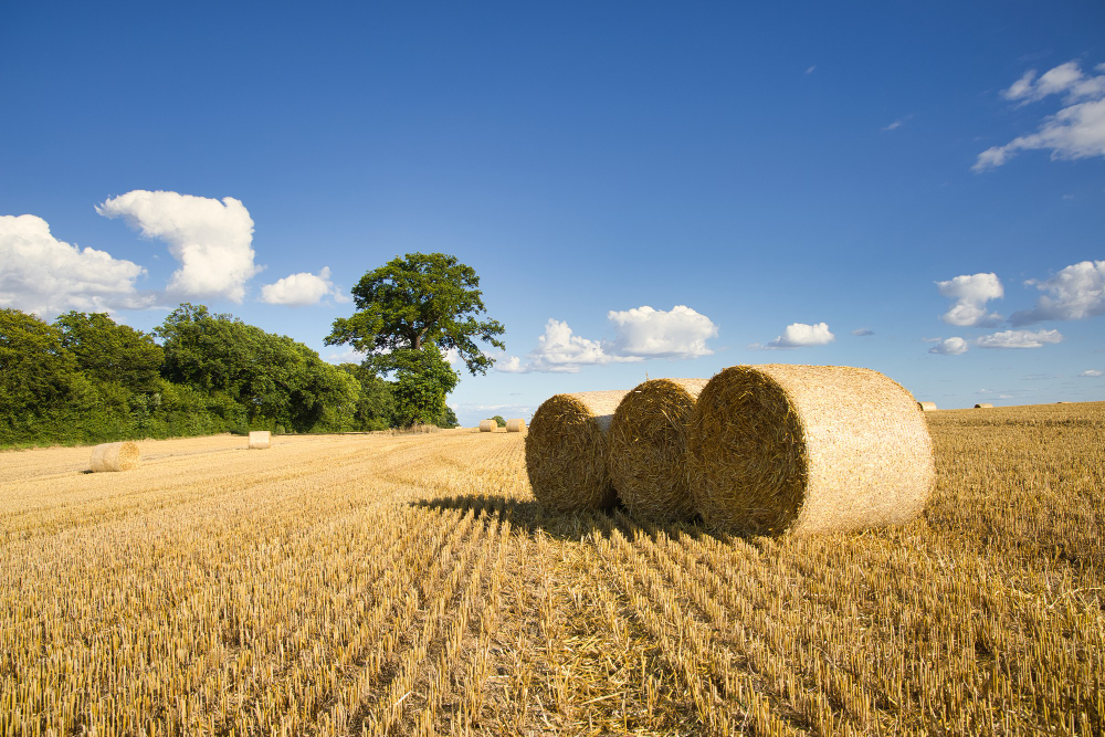 Cum să îți alegi culturile agricole potrivite pentru solul și clima ta